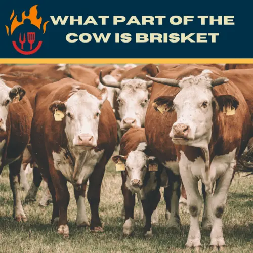 What Part Of The Cow Is Brisket? (Ultimate Beginner’s Guide)