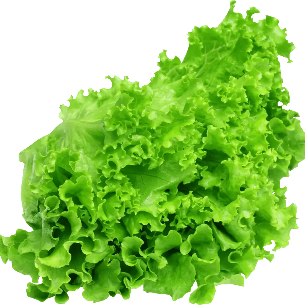 Escarole lettuce
