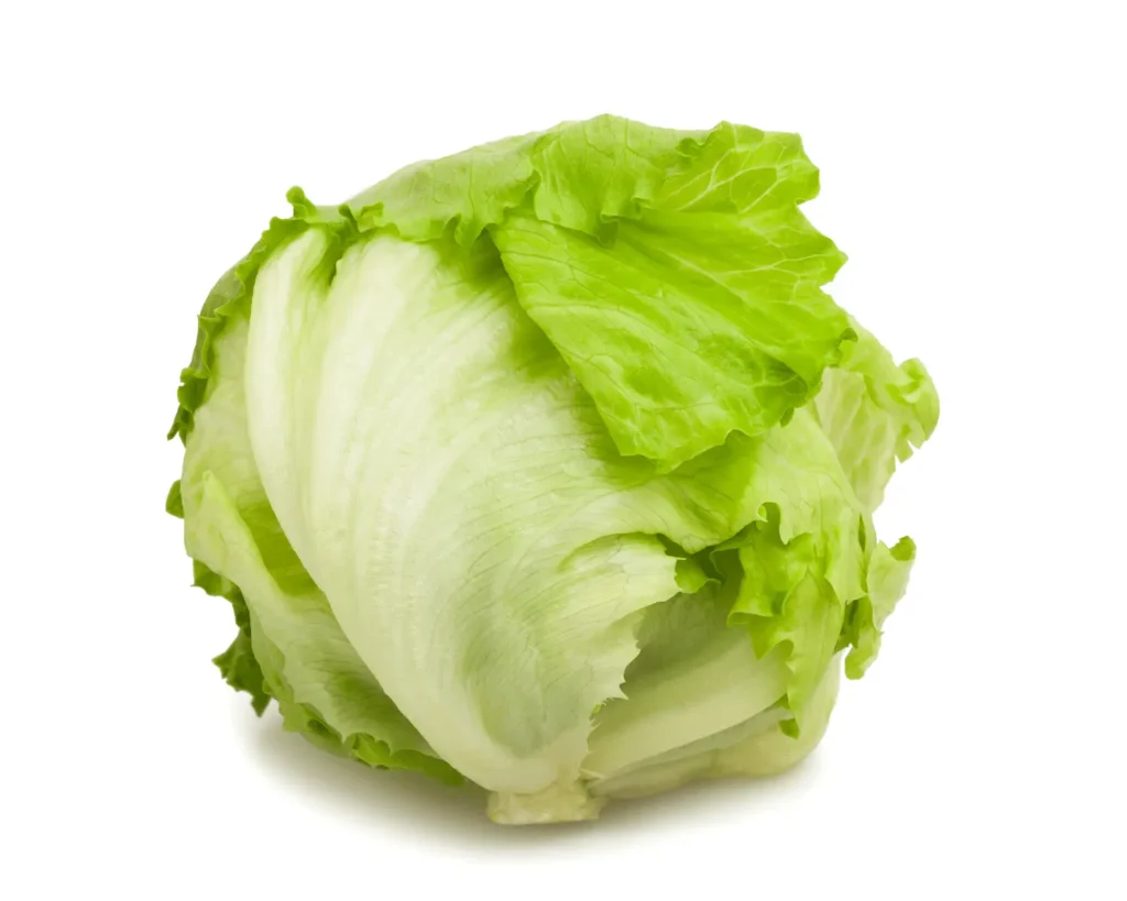 iceberg lettuce 